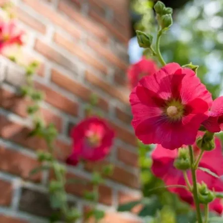 شقة Friesenwind - Hochwertige Mit Gartenoase Utarp