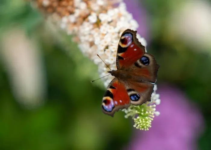Daire Friesenwind - Hochwertige Mit Gartenoase